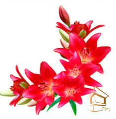 Натяжной потолок с фотопечатью Цветы 134