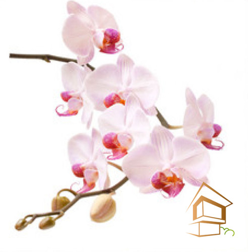 Натяжной потолок с фотопечатью Цветы 017 - -