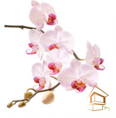 Натяжной потолок с фотопечатью Цветы 017