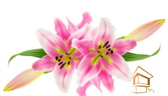 Натяжной потолок с фотопечатью Цветы 135