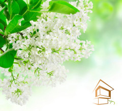 Натяжной потолок с фотопечатью Цветы 235