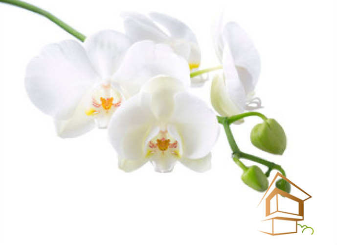 Натяжной потолок с фотопечатью Цветы 018 - -