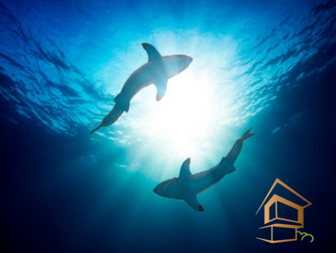 Натяжной потолок с фотопечатью Подводный мир 024 -  - 