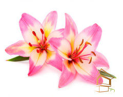 Натяжной потолок с фотопечатью Цветы 136