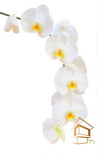 Натяжной потолок с фотопечатью Цветы 019 -  -