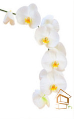 Натяжной потолок с фотопечатью Цветы 019