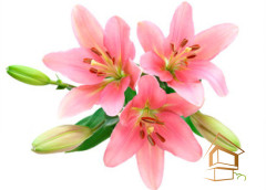 Натяжной потолок с фотопечатью Цветы 137