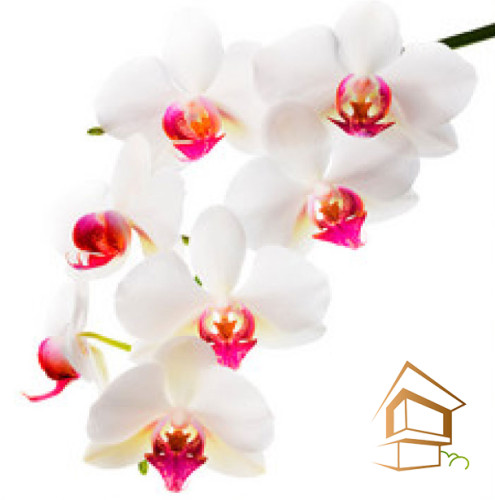 Натяжной потолок с фотопечатью Цветы 020 -  -