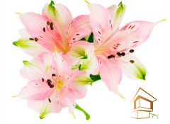 Натяжной потолок с фотопечатью Цветы 038