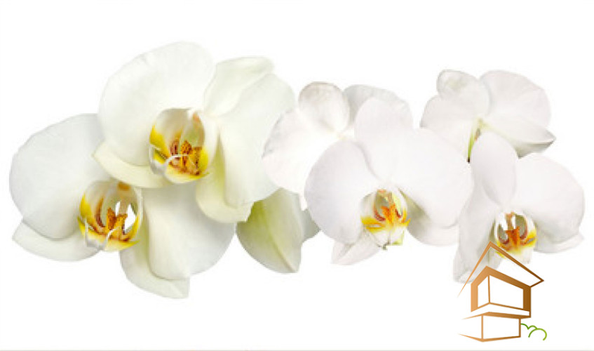 Натяжной потолок с фотопечатью Цветы 021 -  - 