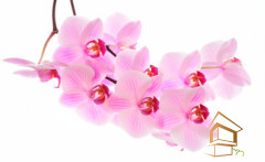 Натяжной потолок с фотопечатью Цветы 039