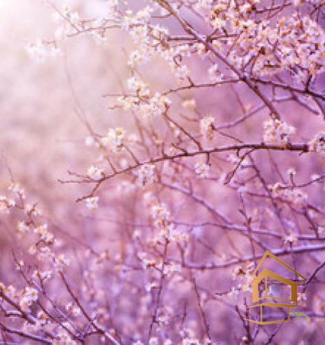 Натяжной потолок с фотопечатью Ботаника 003 -  - 