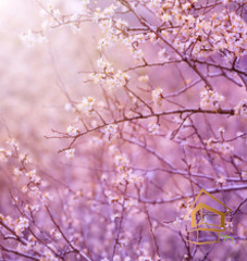 Натяжной потолок с фотопечатью Ботаника 003