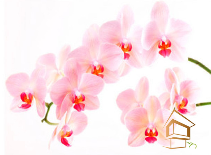 Натяжной потолок с фотопечатью Цветы 022 -  -