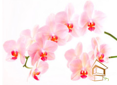 Натяжной потолок с фотопечатью Цветы 022