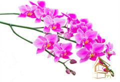 Натяжной потолок с фотопечатью Цветы 040