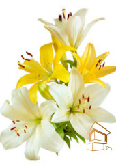 Натяжной потолок с фотопечатью Цветы 140