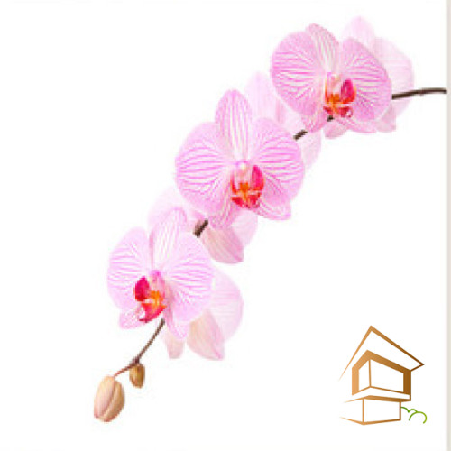 Натяжной потолок с фотопечатью Цветы 023 -  -