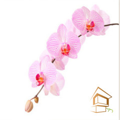 Натяжной потолок с фотопечатью Цветы 023