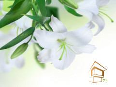 Натяжной потолок с фотопечатью Цветы 141