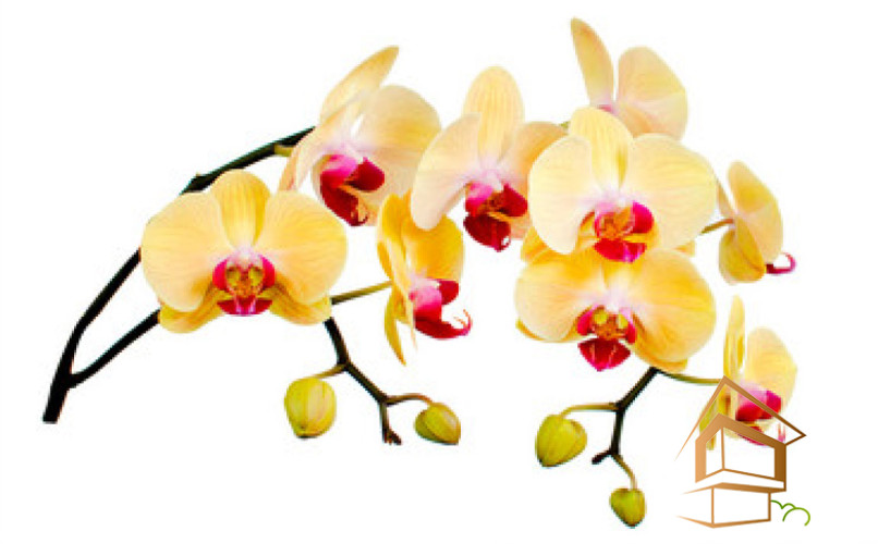 Натяжной потолок с фотопечатью Цветы 024 -  - 