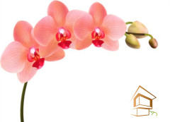 Натяжной потолок с фотопечатью Цветы 042