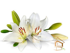 Натяжной потолок с фотопечатью Цветы 142