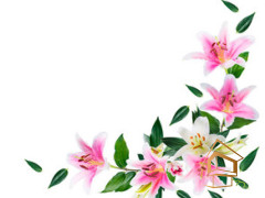 Натяжной потолок с фотопечатью Цветы 143