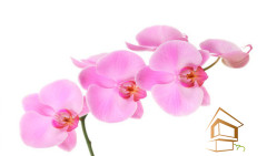 Натяжной потолок с фотопечатью Цветы 026