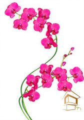 Натяжной потолок с фотопечатью Цветы 044