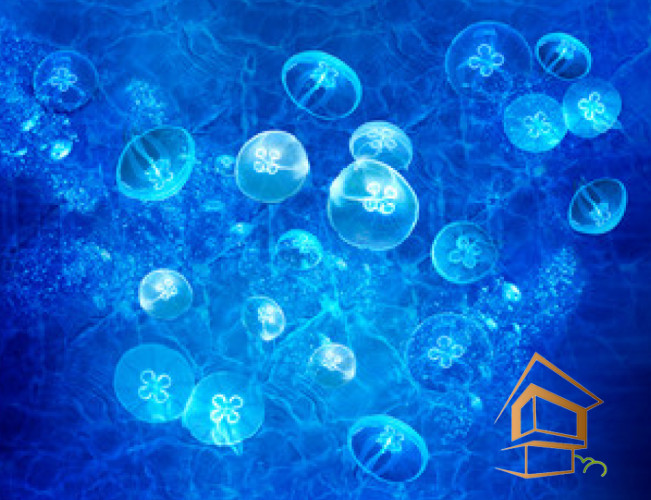 Натяжной потолок с фотопечатью Подводный мир 033 -  - 