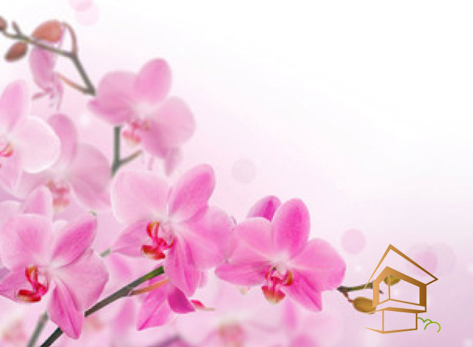 Натяжной потолок с фотопечатью Цветы 001 - -