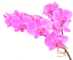 Натяжной потолок с фотопечатью Цветы 046