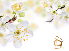 Натяжной потолок с фотопечатью Цветы 146