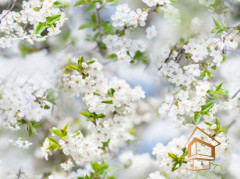 Натяжной потолок с фотопечатью Цветы 147