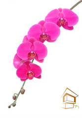 Натяжной потолок с фотопечатью Цветы 048