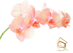 Натяжной потолок с фотопечатью Цветы 031