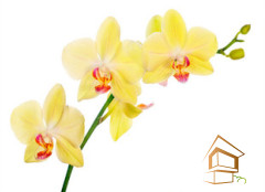 Натяжной потолок с фотопечатью Цветы 049