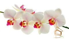 Натяжной потолок с фотопечатью Цветы 032