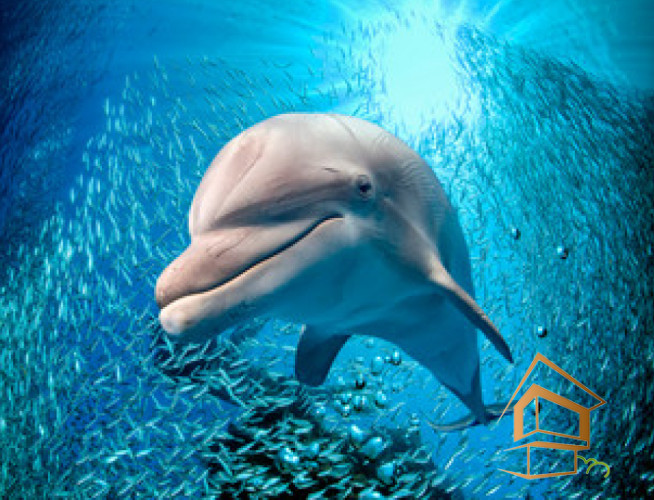 Натяжной потолок с фотопечатью Подводный мир 038 -  - 