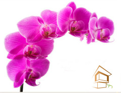 Натяжной потолок с фотопечатью Цветы 050