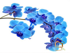 Натяжной потолок с фотопечатью Цветы 051