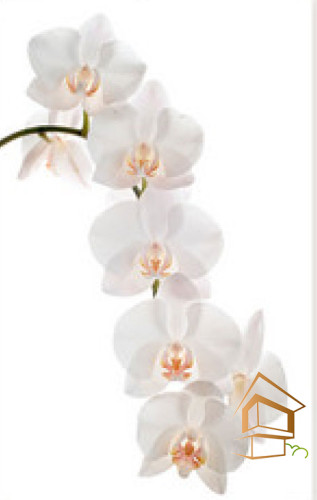 Натяжной потолок с фотопечатью Цветы 034 - -