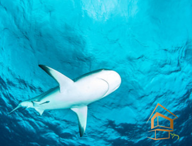 Натяжной потолок с фотопечатью Подводный мир 040 - -