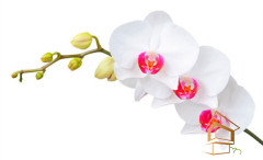 Натяжной потолок с фотопечатью Цветы 035