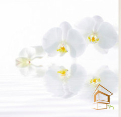 Натяжной потолок с фотопечатью Цветы 053