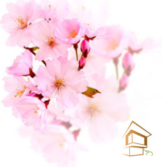 Натяжной потолок с фотопечатью Цветы 155