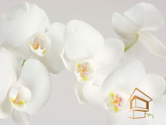 Натяжной потолок с фотопечатью Цветы 057