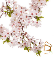 Натяжной потолок с фотопечатью Цветы 158