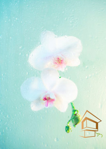 Натяжной потолок с фотопечатью Цветы 258 -  - 